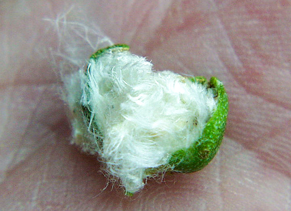 A small green seed pod burst open to reveal cotton fluff