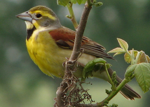 Small bird with bright yellow chest and yellow band above the eye