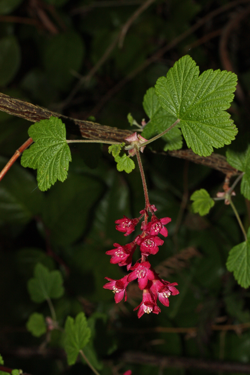 Red flowers hang from a redflower currant branch