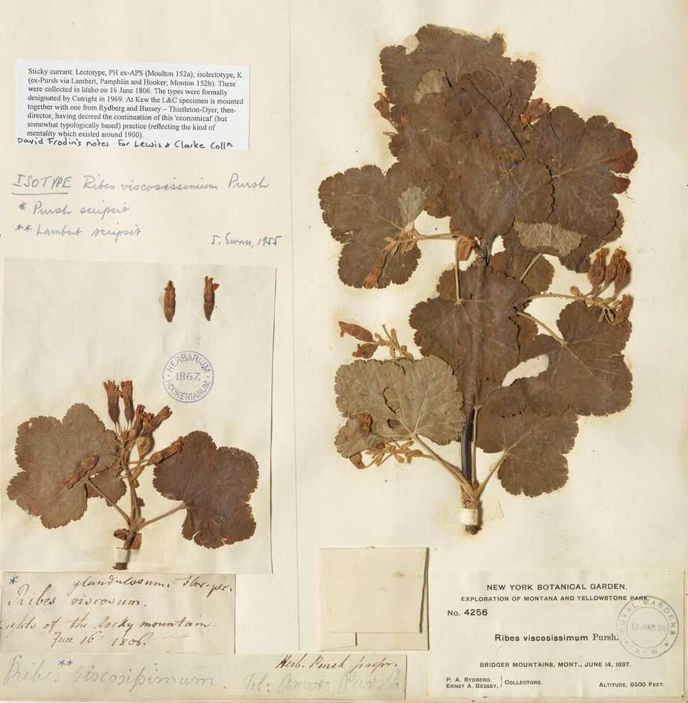 pressed branch with two leaves of the sticky currant