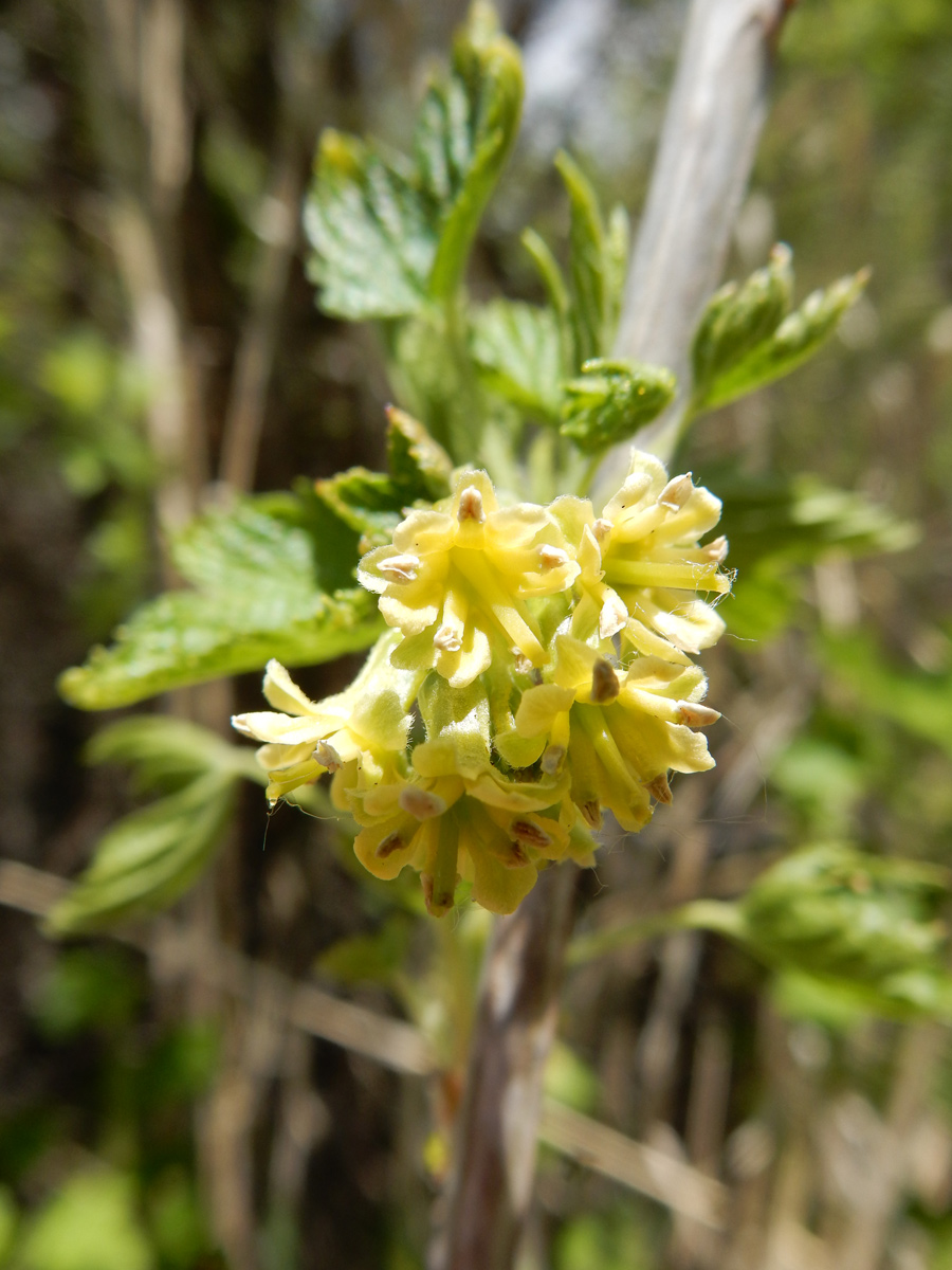 Long tubular yellow petals of the American black currant