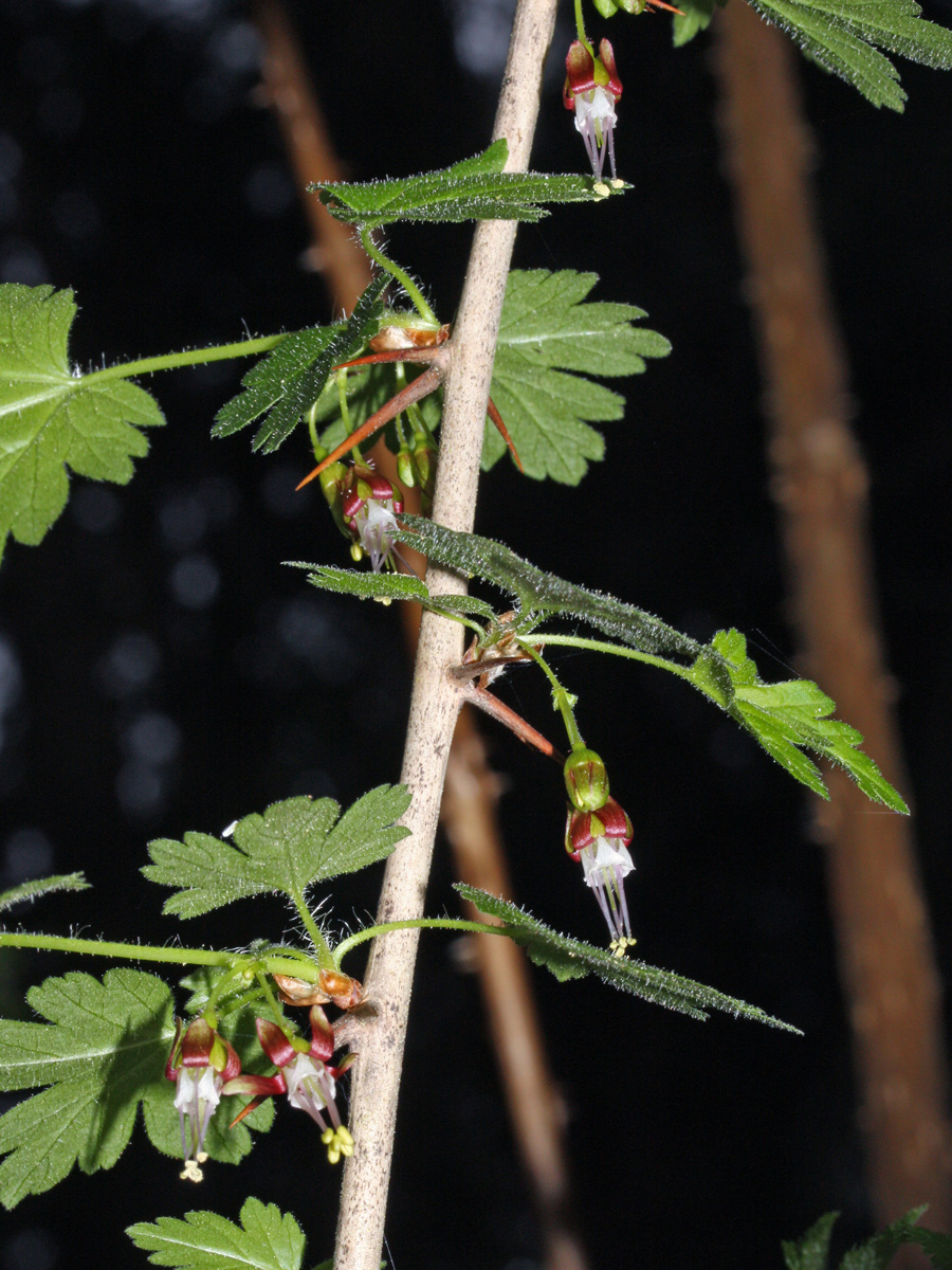 Drooping flowers with long delicate pistils hang from a spreading gooseberry branch