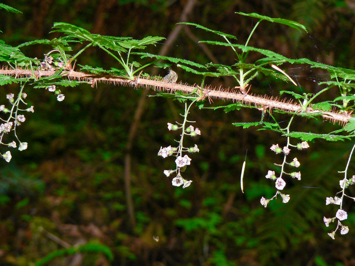 Small pale pink petals hang from a thorny branch of the prickly currant