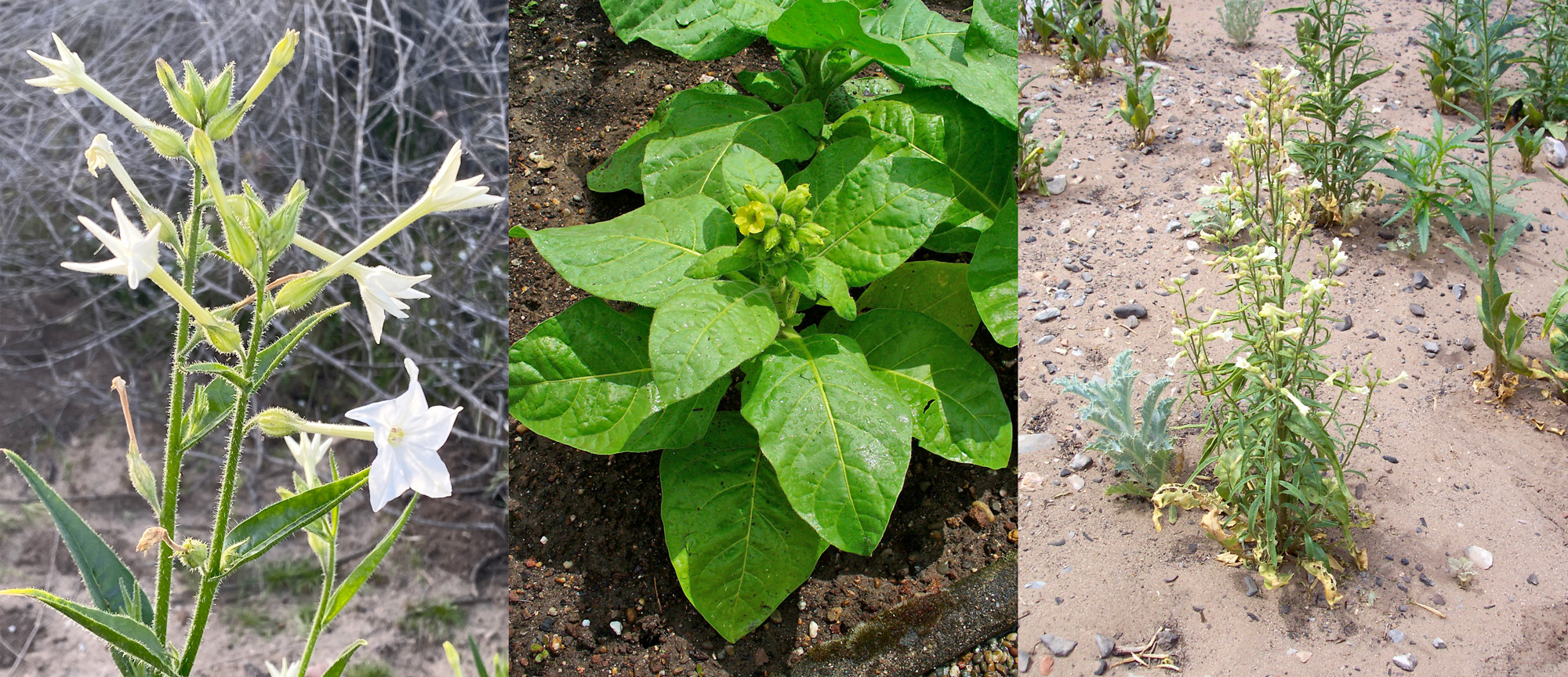 Three photos showing side-by-side views of Native tobacco plant blossoms and leaves