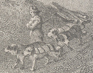 Reinagle detail: Large dogs pulling a sled