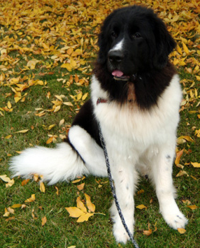 photo of a modern Newfoundland: a large dog with long hair