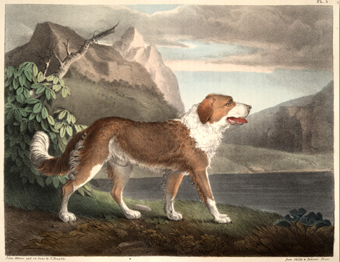 doughty's newfoundland: large dog with long brown and white hair