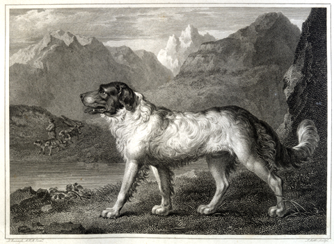 Reinagle's Newfoundland: large dog with long hair