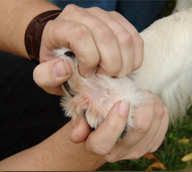 Webbed paw