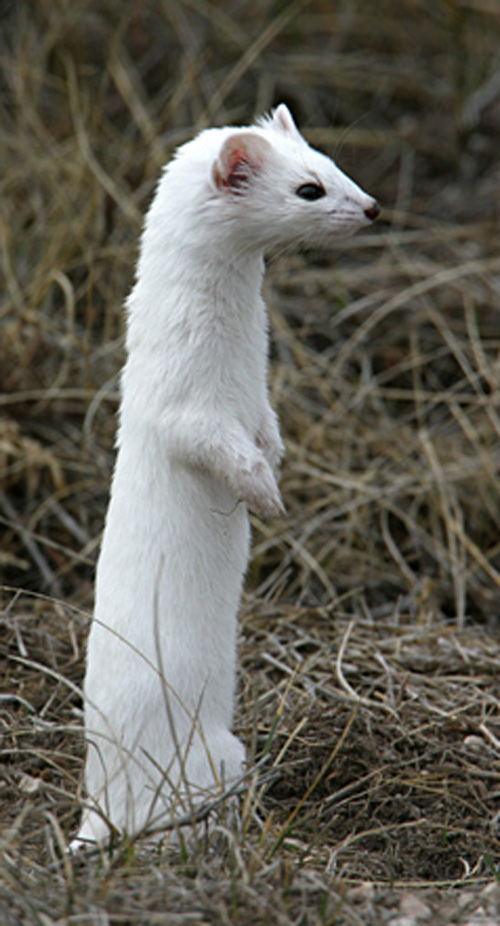 Small, but long, rodent with with pure white fur