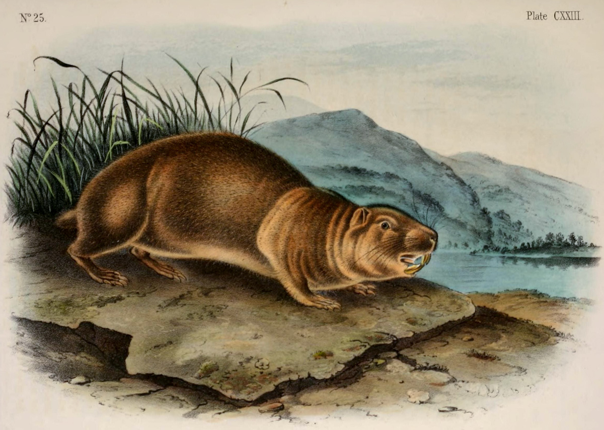 large rodent-like animal with large front teeth