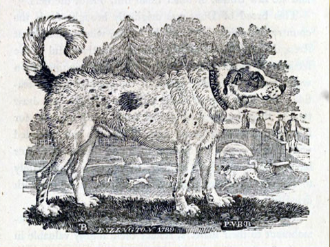 Bewick's Newfoundland dog shows a taller dog with shorter hair