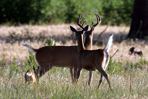 Whitetail Trio