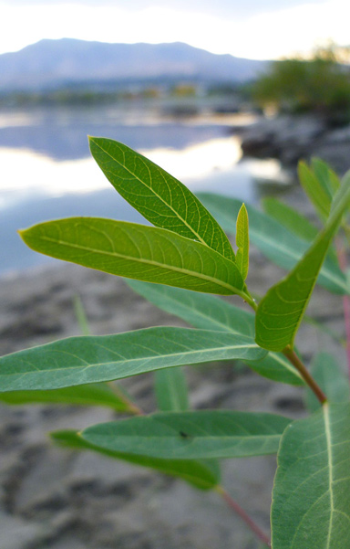 Dogbane growing on the bank of the river