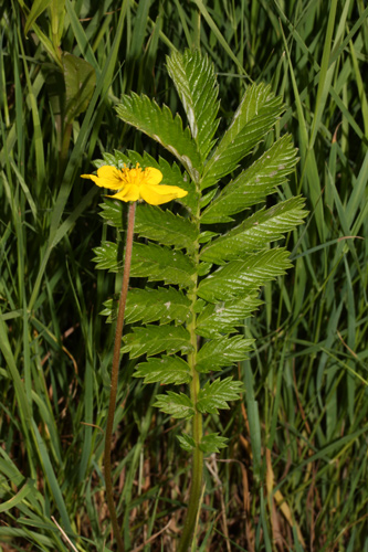 Low plant with serrated green leaves and a yellow flower