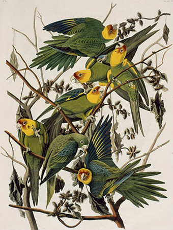 19th-century scientific illustration of several yellow-headed birds on a branch