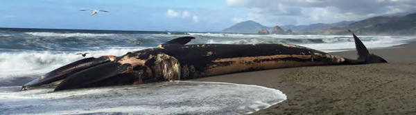 A long and large fish lies on the beach