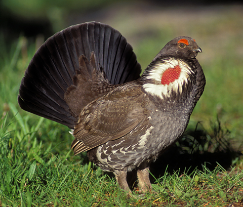 Blue grouse strut