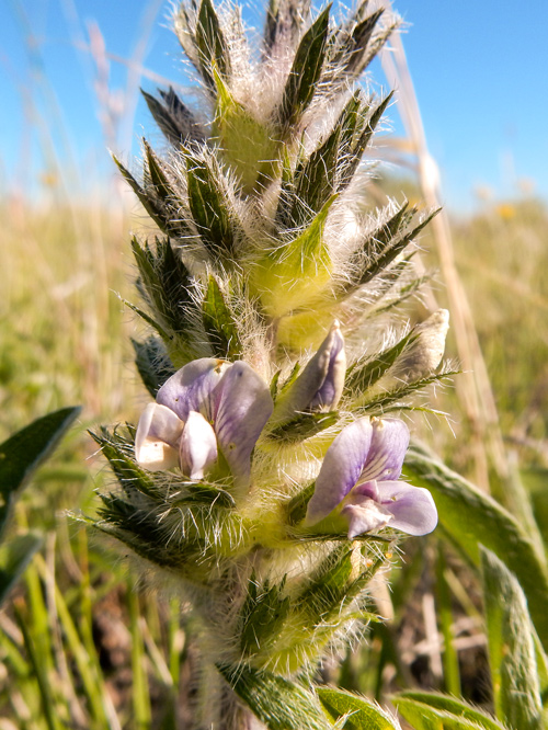 low prairie plant with 'fuzzy' leaves and violet flowers