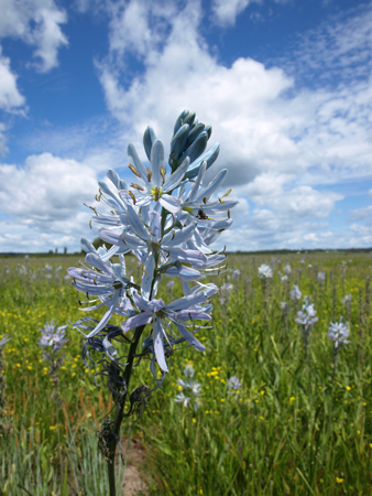 Light-blue petals in a prairie of camas