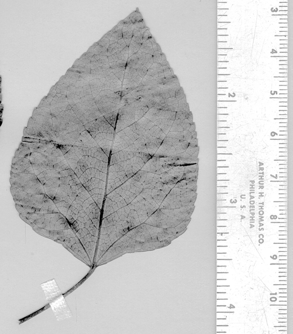 A single pressed black cottonwood leave preserved by Meriwether Lewis