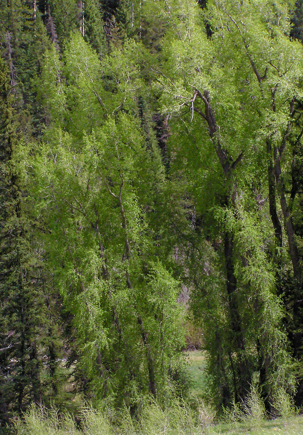 Several thin narrowleaf cottonwood crowns form a dense stand