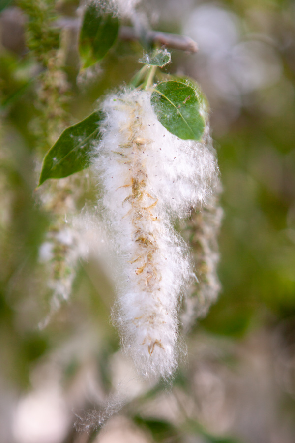 Long white cottony fibers with tiny black seeds hang from a branch