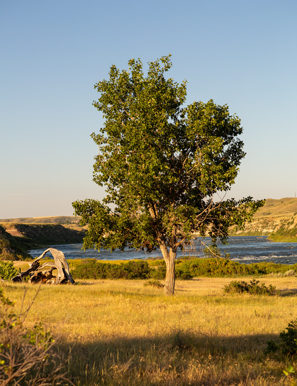 A small cottonwood tree beside the Missouri River