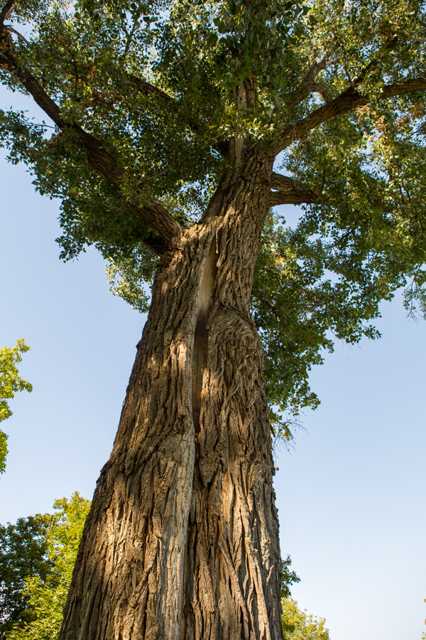 Looking up the trunk of a large black cottonwood