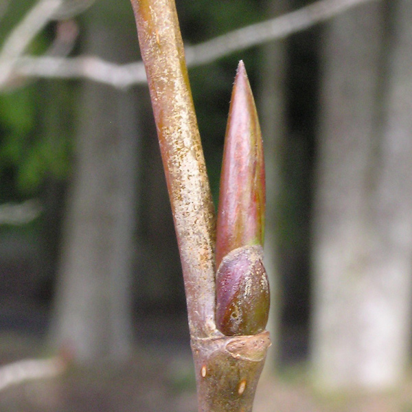 A large, sharp-pointed cottonwood bud emerges from a small branch