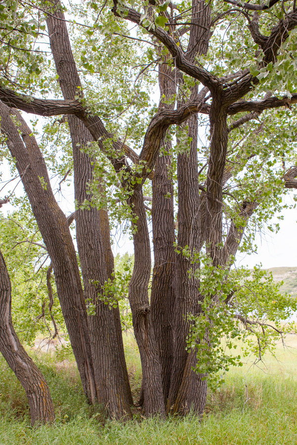 A cluster of plains cottonwood trees beside the Missouri River