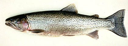 Speckled cutthroat trout
