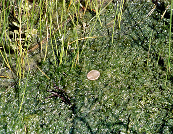 Thick green slime on the edge of a small pond