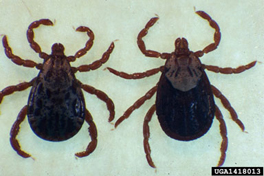 Two small ticks with black bodies