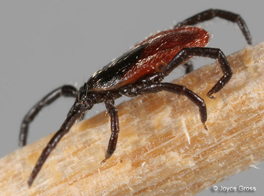 Close up of a small 8-legged insect with a flat body