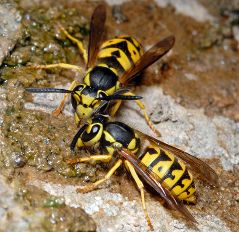two western yellowjackets
