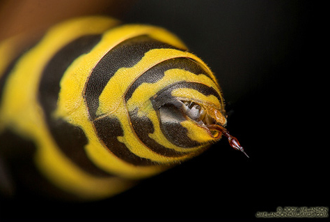Close up of the yellow jacket stinger
