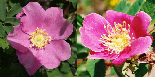 small, pink blooms
