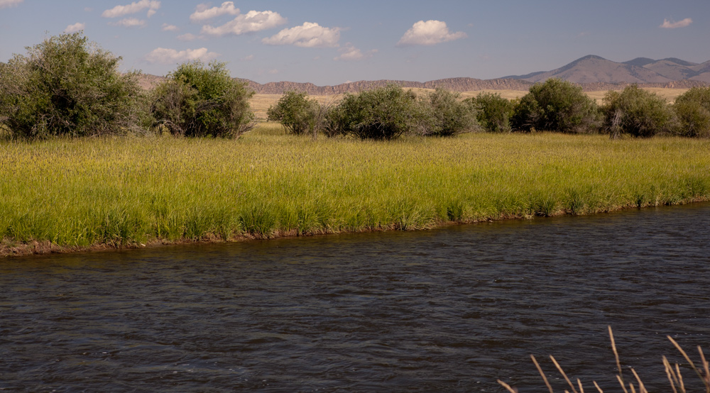 Small river surrounded by tall grasses