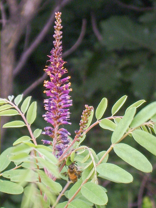 Plant with purple petals