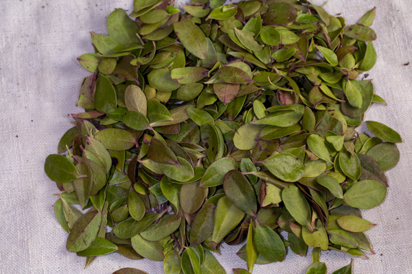 A pile of small green leaves