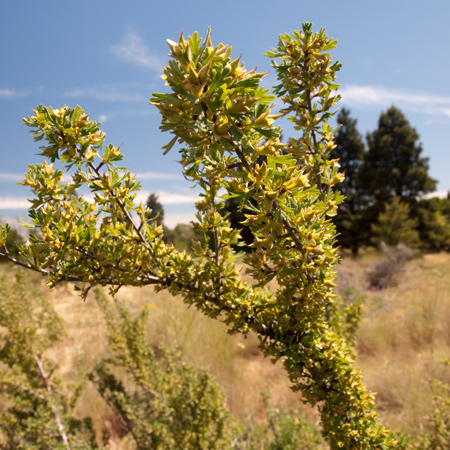 Green sagebrush branch