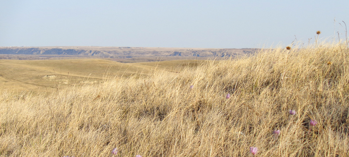 Three deer on a sagebrush hill