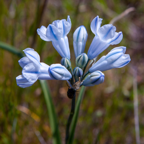 Closed white petals with blue stripes