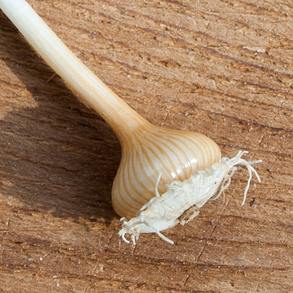 A small bulb resembling an onion