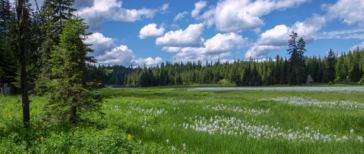Blue blossoms in a green meadow