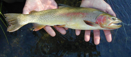 Small fish with bright red highlights