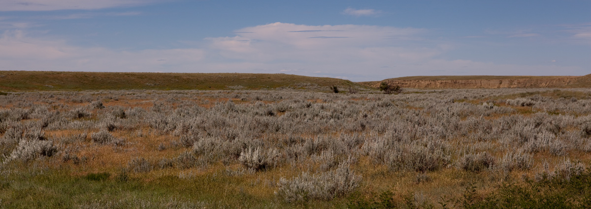 Wide coulee with lots of sage brush and two small cottonwood trees