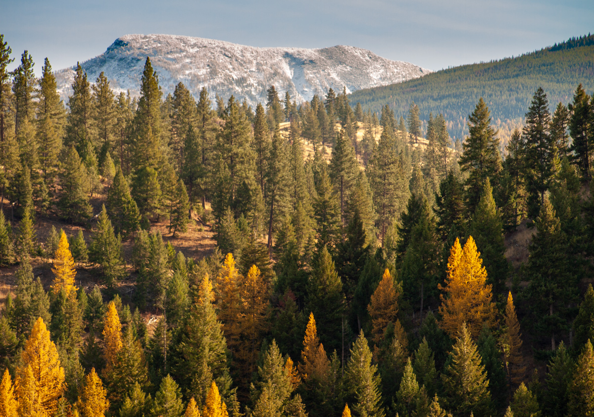 A snowy peak behind green pine trees