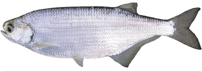 Silver fish with wide body